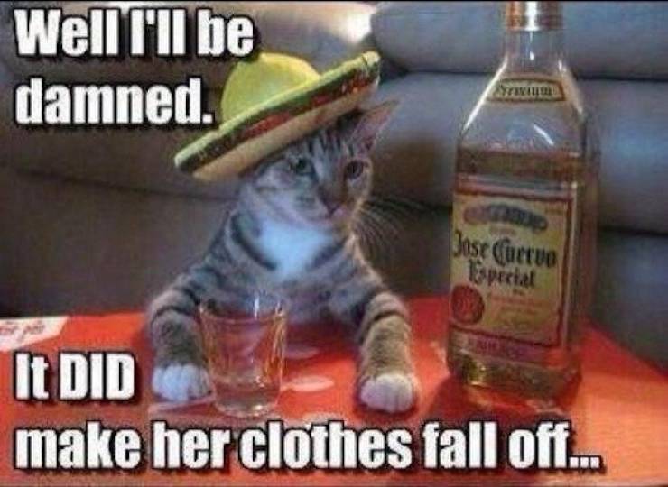 These Memes Are Already Drunk…