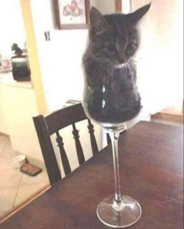 They Are Way Too Drunk…