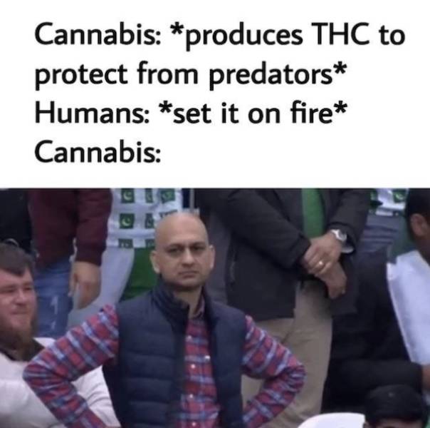 These Stoner Memes Are Way Too High!