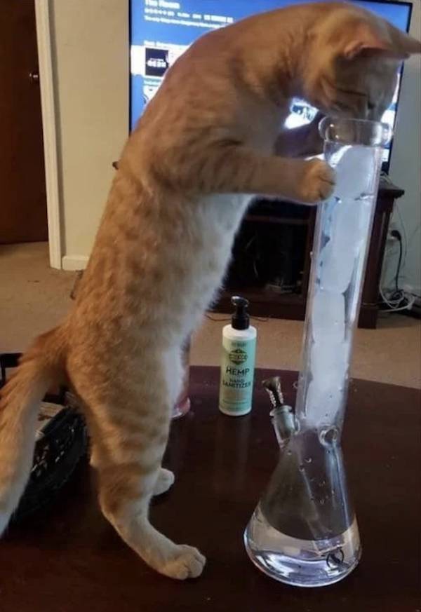 These Stoner Memes Are Way Too High!