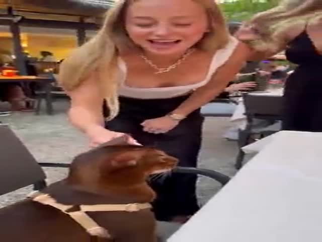 Irresistible