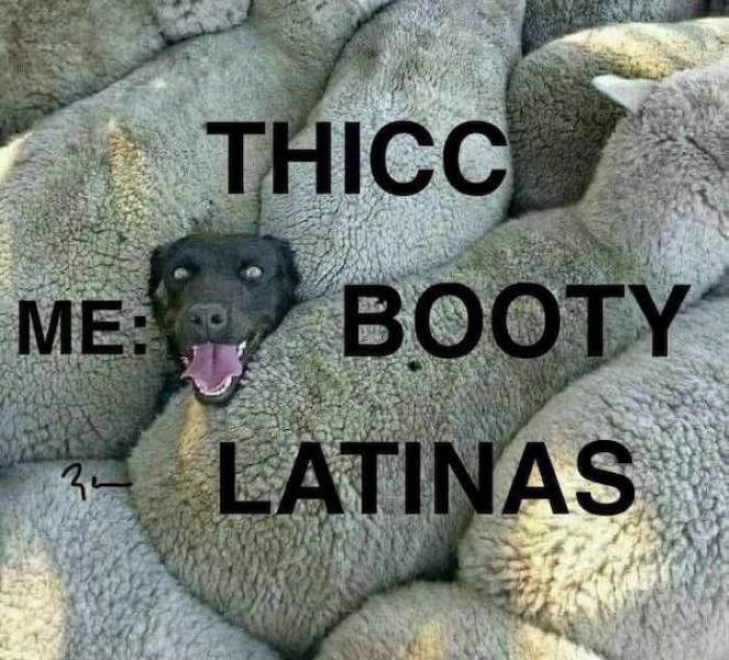 NSFW Memes To Add Some Spice To Your Life