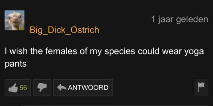 PornHub’s Comments Are Always Wild!