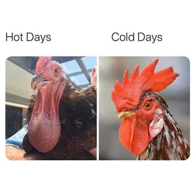 NSFW Memes To Add Some Spice To Your Life