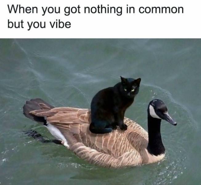 Flirty Memes To Send Your Better Half