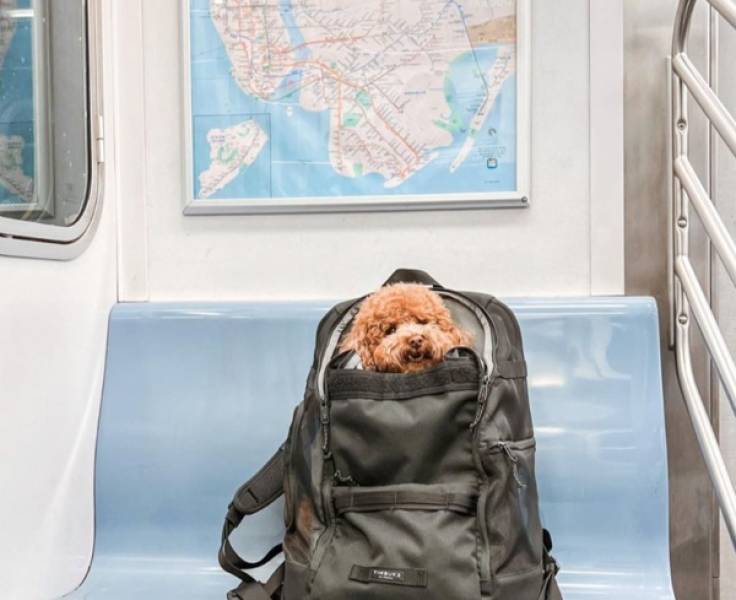 Public Transit Is a Different Universe