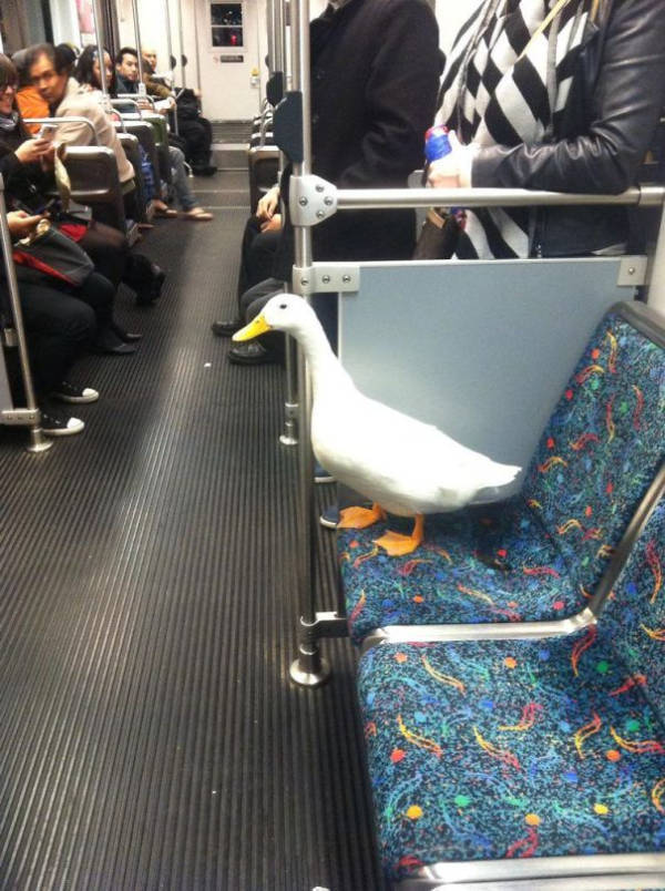 Public Transit Is a Different Universe