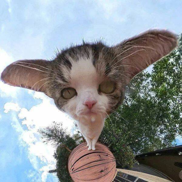 Daily Picdump
