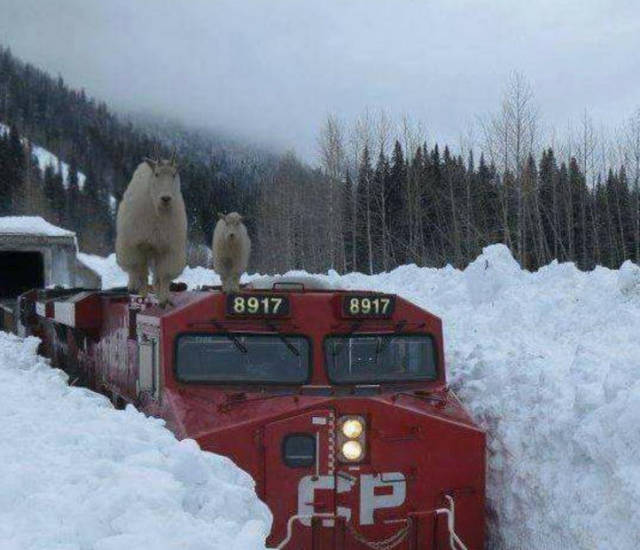 Morning Picdump