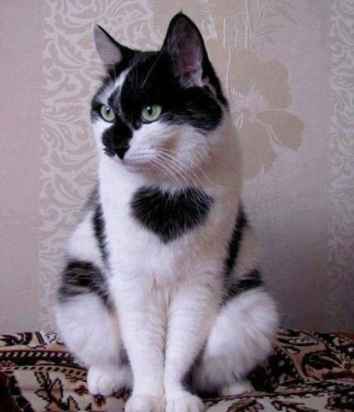 Daily Picdump