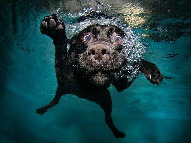 Daily Picdump [WEEKEND EDITION]