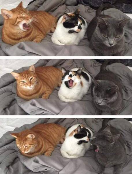 Daily Picdump