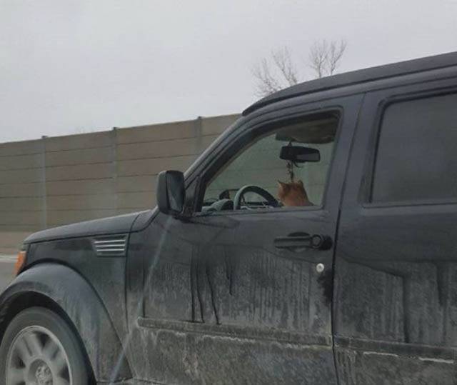 Daily Picdump