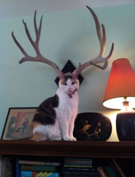 Daily Picdump
