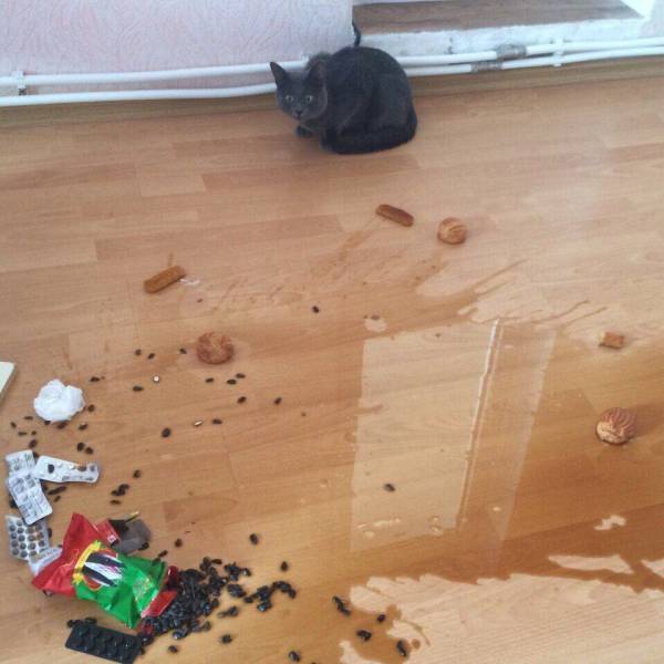 Daily Picdump