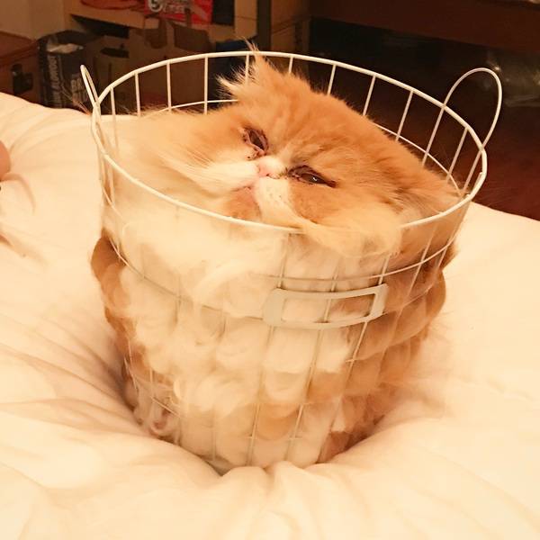 Morning Picdump