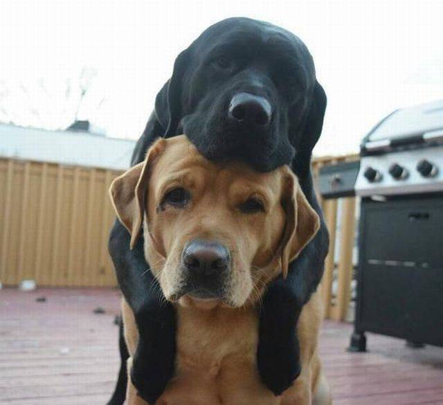 Daily Picdump