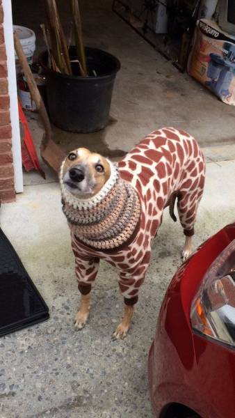 Daily Picdump
