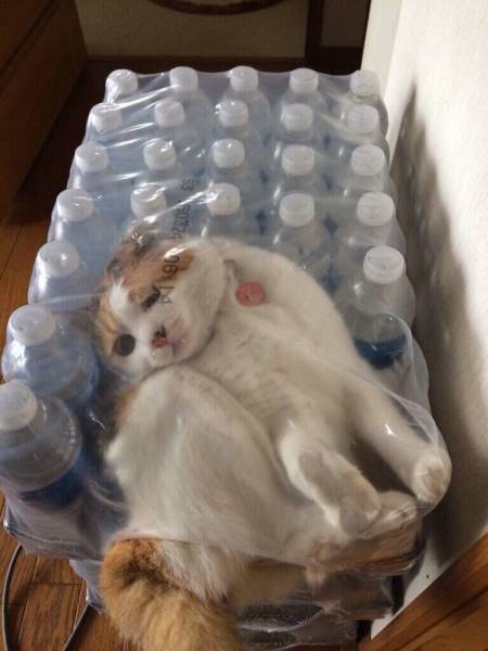 Daily Picdump