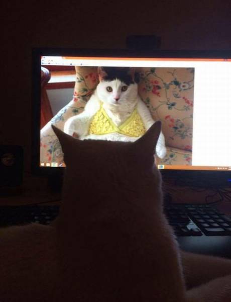Daily Picdump