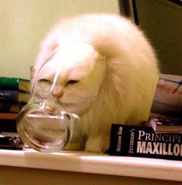 Morning Picdump