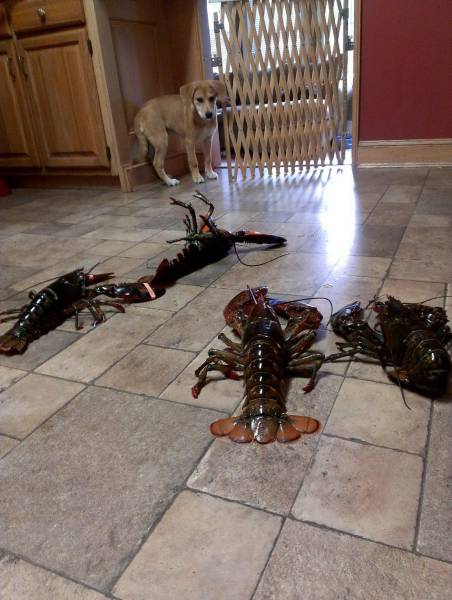 Daily Picdump