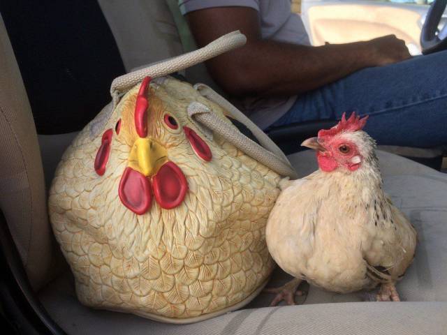 Daily Picdump