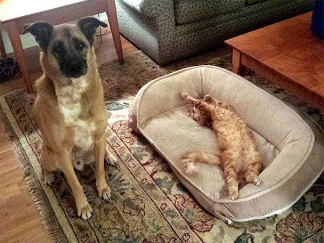 Daily Picdump