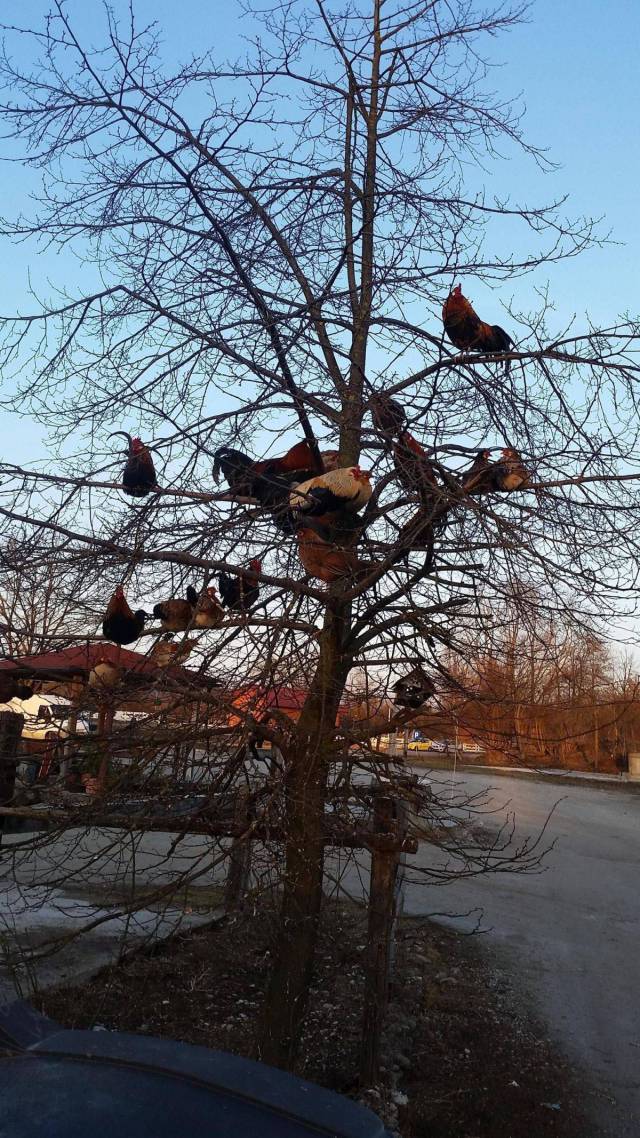 Daily Picdump