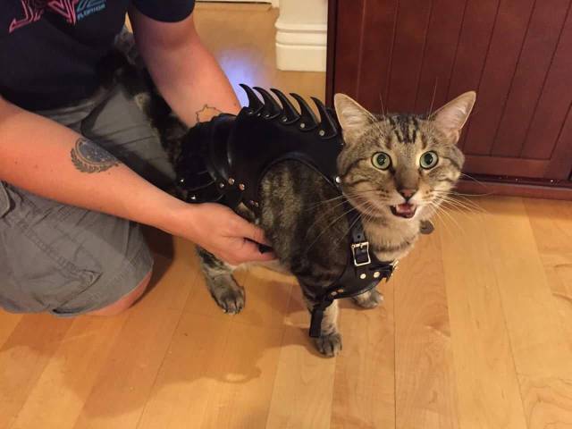 Morning Picdump