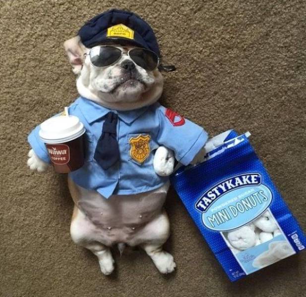 Daily Picdump