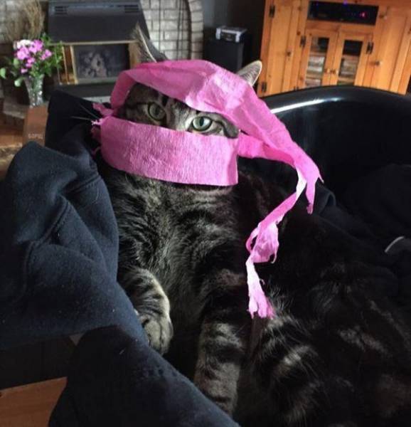 Morning Picdump