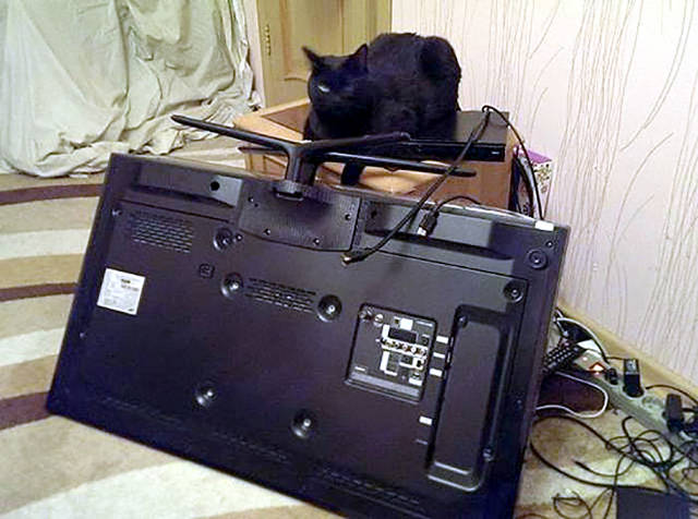 Morning Picdump