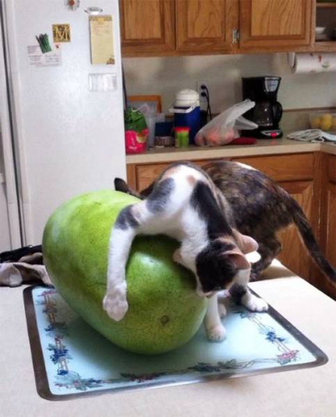 Daily Picdump