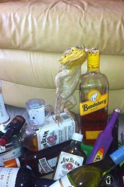 We All Know What Happens When You Get Drunk