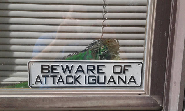 Morning Picdump