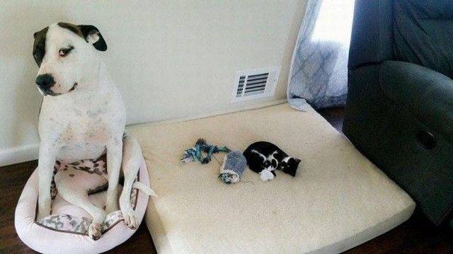 Daily Picdump