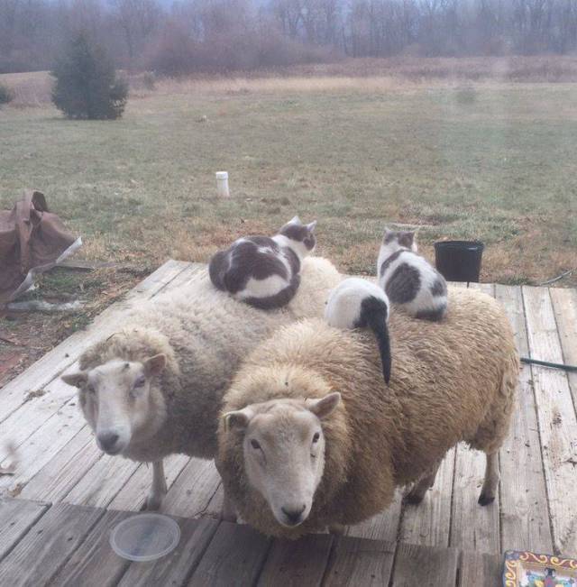 Daily Picdump