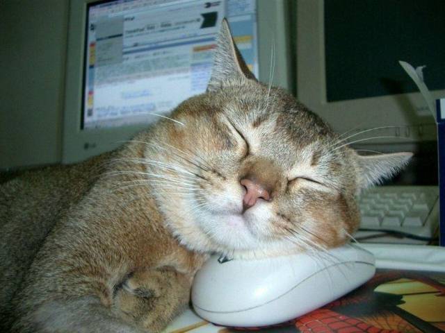 Daily Picdump