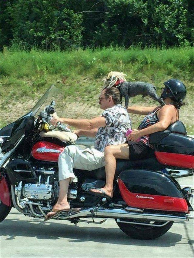 Daily Picdump