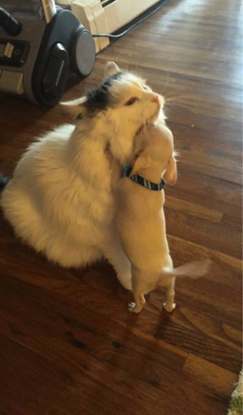 Cats And Dogs Together Are An Explosive Mix