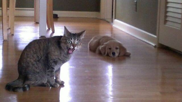 Cats And Dogs Together Are An Explosive Mix