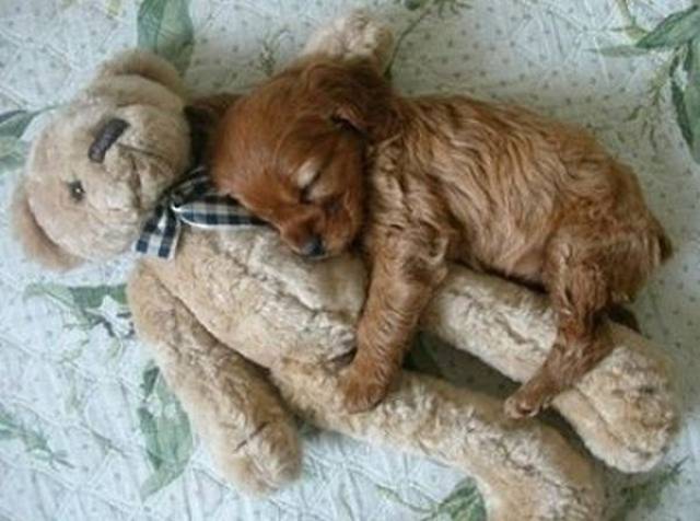 Comfort Is What We All Need