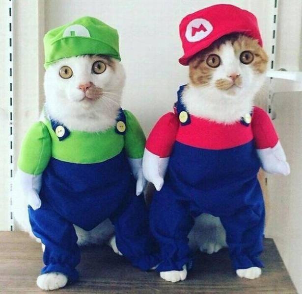 Daily Picdump