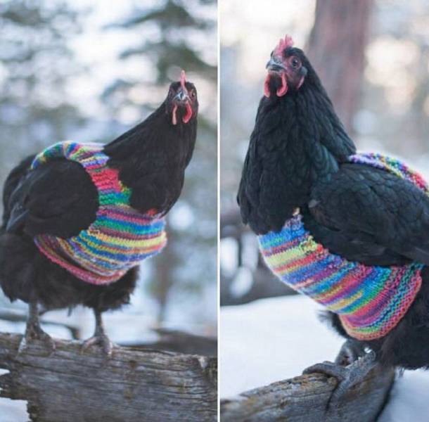 Daily Picdump