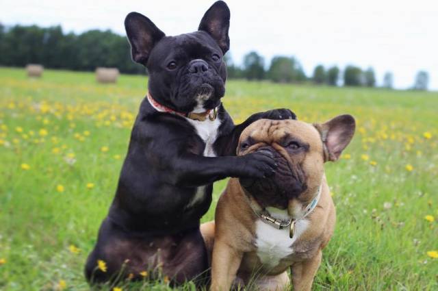 Daily Picdump