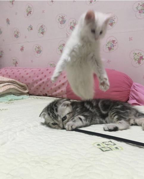 Morning Picdump
