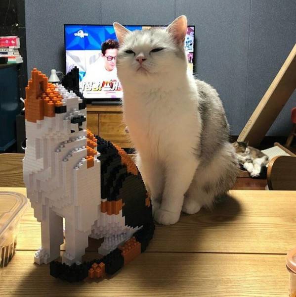 Morning Picdump
