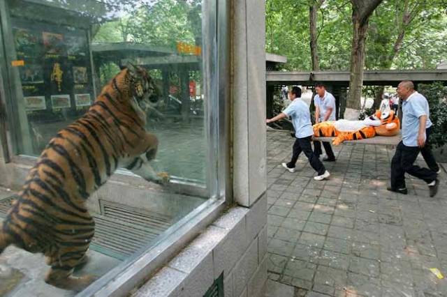 Photographers Always Manage To Capture Some Really Curious Moments