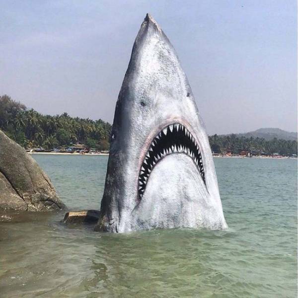 Photographers Always Manage To Capture Some Really Curious Moments